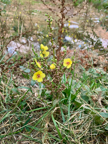 wavyleaf mullein