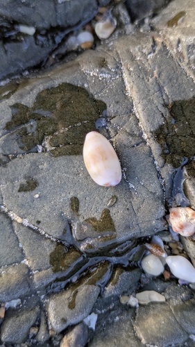 Cypraea minoridens observed 2026-08-29