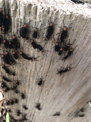 Plecia americana