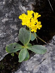Primula auricula, photograph (c) Stephen M., some rights reserved (CC BY-SA)
