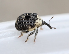 Cionus scrophulariae