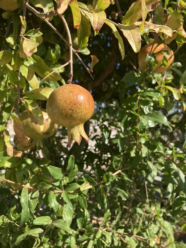 pomegranate