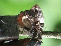 Opsiphanes quiteria