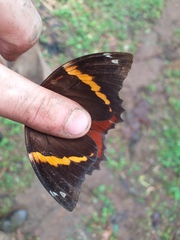 Opsiphanes quiteria