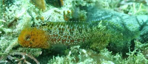 Warthead Blenny (Protemblemaria bicirrus)