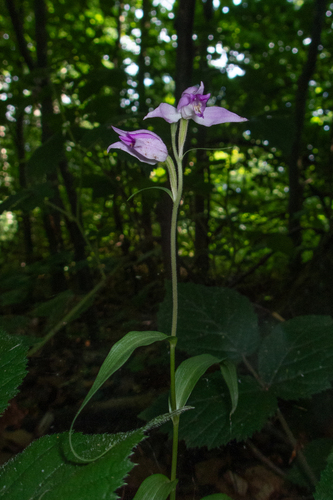 Cephalanthera rubra, photograph 3