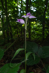 Cephalanthera rubra, photograph (c) Nicholas Wei, some rights reserved (CC BY-SA)
