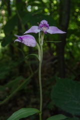 Cephalanthera rubra, photograph (c) Nicholas Wei, some rights reserved (CC BY-SA)