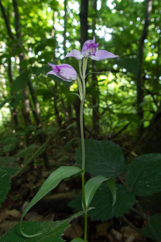 Cephalanthera rubra, photograph 2
