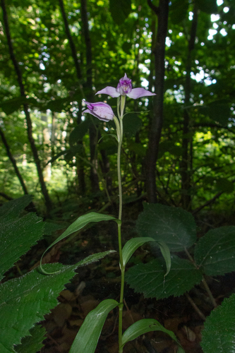 Cephalanthera rubra, photograph 4