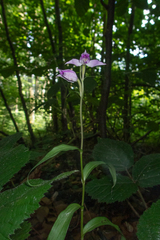 Cephalanthera rubra, photograph (c) Nicholas Wei, some rights reserved (CC BY-SA)