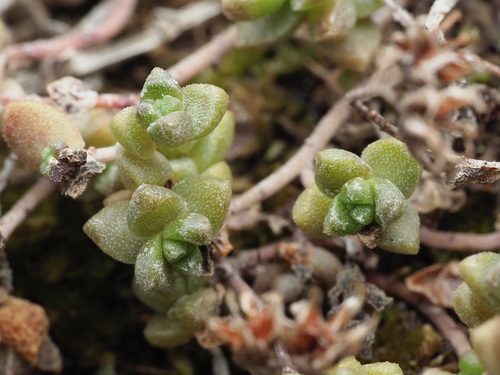 Sedum anglicum, photograph 5