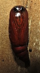 Problepsis digammata