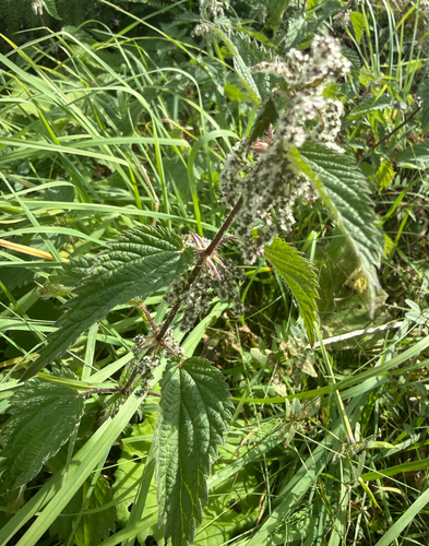 great stinging nettle