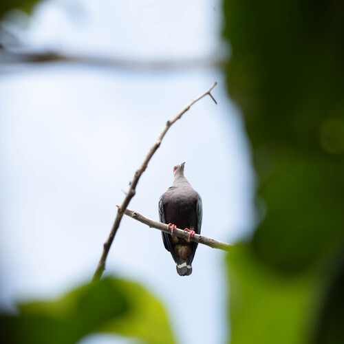 Ducula pinon observed 2026-07-17