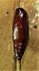 Problepsis digammata