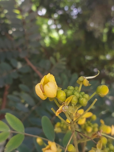 Senna spectabilis observed 2026-09-03