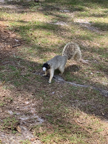 Eastern Fox Squirrel photographed in Alabama