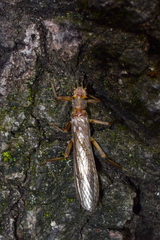 Systellognatha