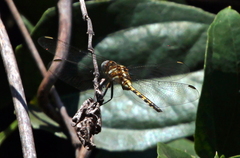 Orthetrum brachiale