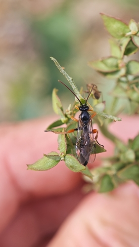 Itoplectis viduata