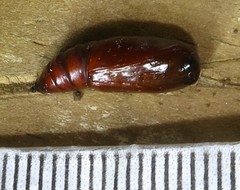 Problepsis digammata