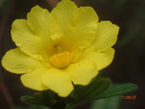 Hibbertia furfuracea observed 2026-09-03