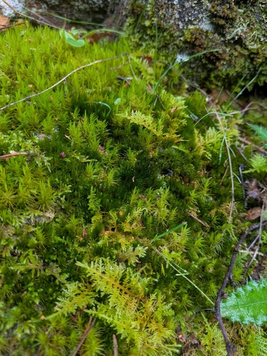 Common Tamarisk-moss