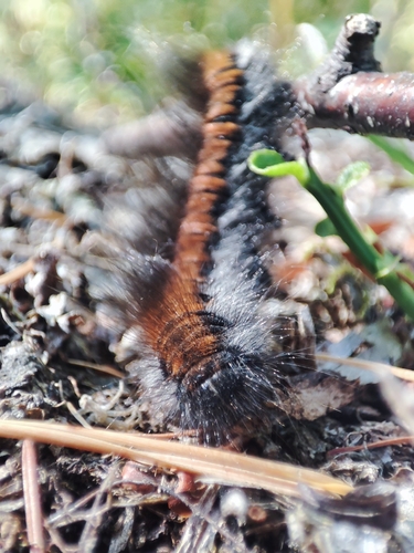 Fox Moth