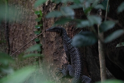 Varanus jobiensis observed 2026-07-18