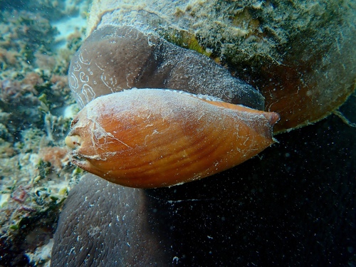 Melo amphora, 2026-09-03
