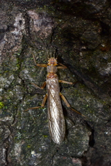 Systellognatha
