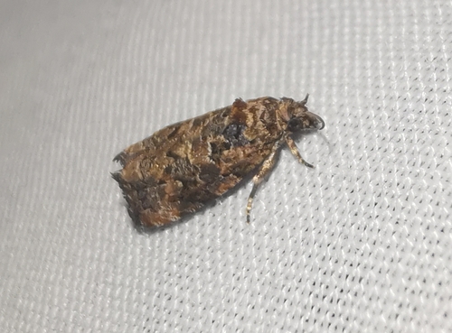 Verbena Bud Moth photo 6