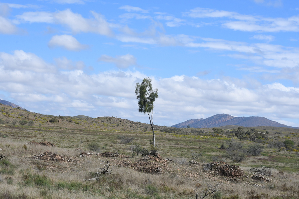 Pittosporum angustifolium; photograph (c) Em Lamond, some rights reserved (CC BY)