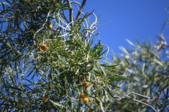 Pittosporum angustifolium, photograph (c) Em Lamond, some rights reserved (CC BY)