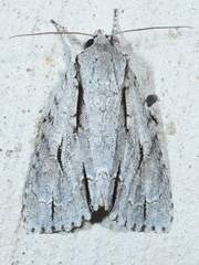 Acronicta texana