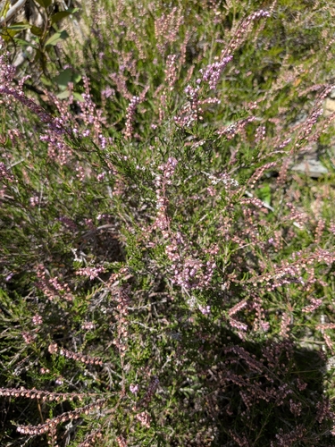 common heather