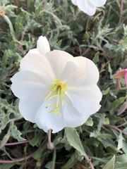 Oenothera californica