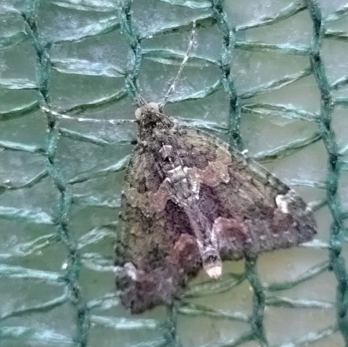 Red-green Carpet