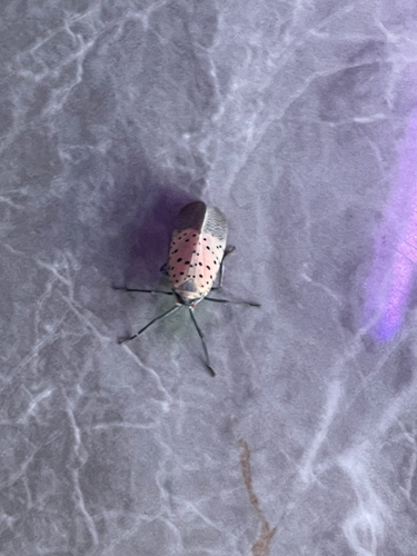 Spotted Lanternfly