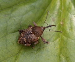 Curculio nucum