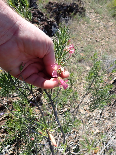Eremophila alternifolia, photograph 2
