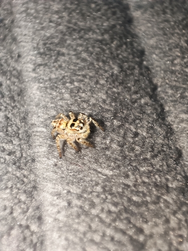 Red-bellied Jumping Spider