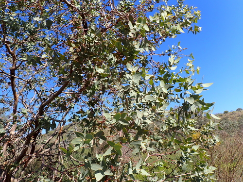 Eucalyptus gillii, photograph 1