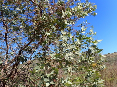 Eucalyptus gillii, photograph (c) Em Lamond, some rights reserved (CC BY)