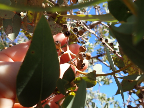 Eucalyptus gillii, photograph 2