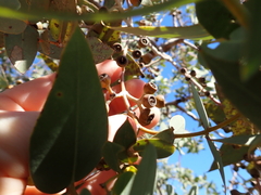 Eucalyptus gillii, photograph (c) Em Lamond, some rights reserved (CC BY)