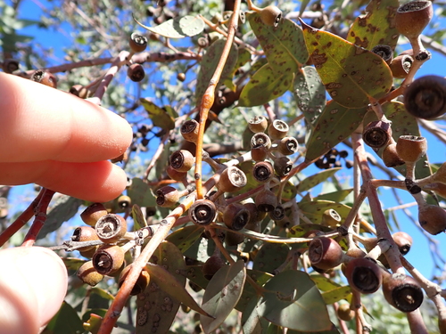 Eucalyptus gillii, photograph 3