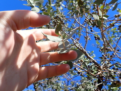 Eucalyptus gillii, photograph (c) Em Lamond, some rights reserved (CC BY)