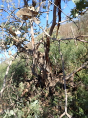 Eucalyptus gillii, photograph (c) Em Lamond, some rights reserved (CC BY)